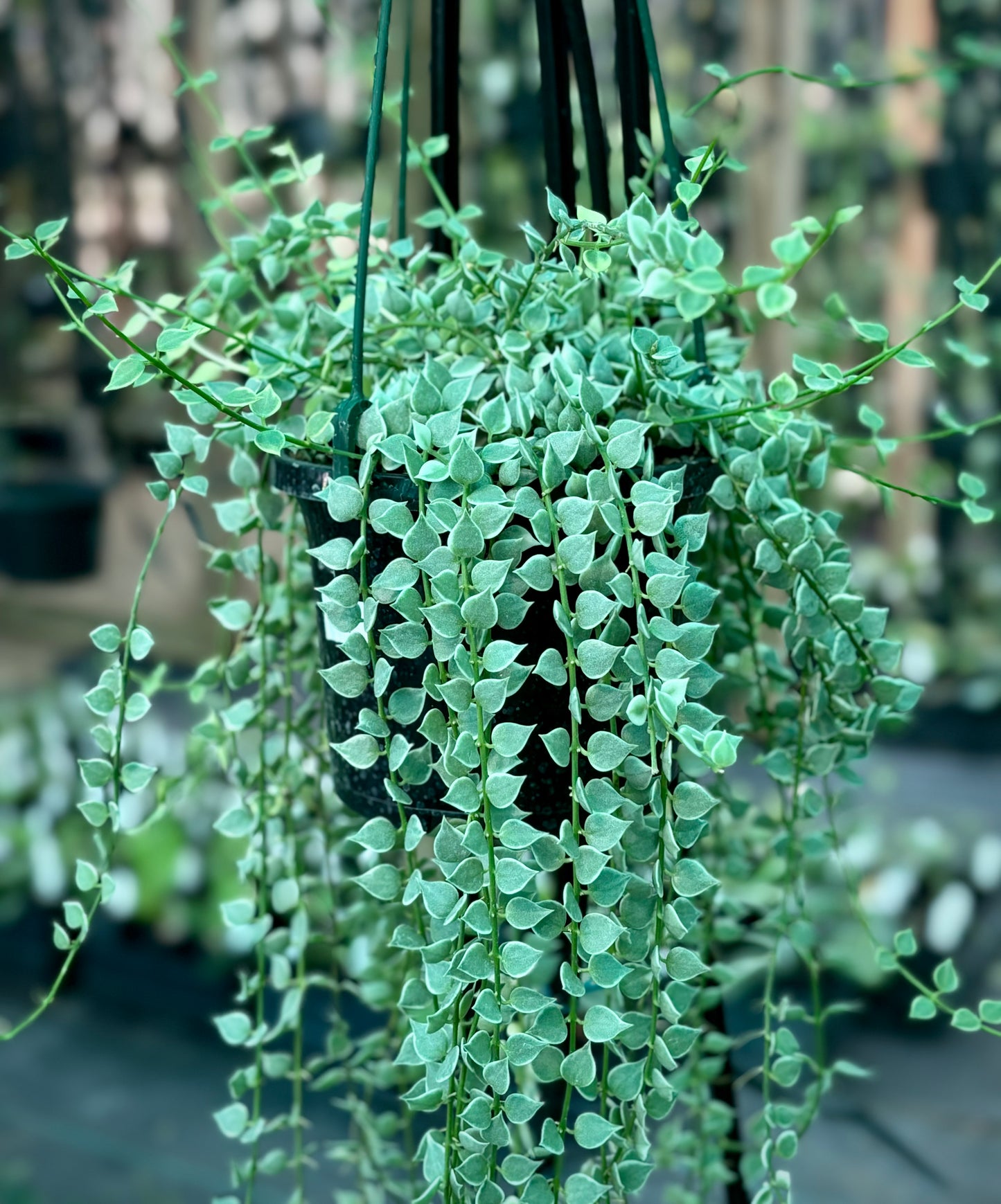 Dischidia ruscifolia (albomarginata) D36