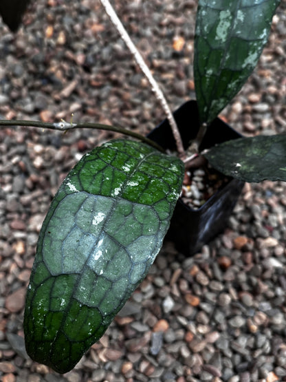 Hoya aff. clemensiorum H488