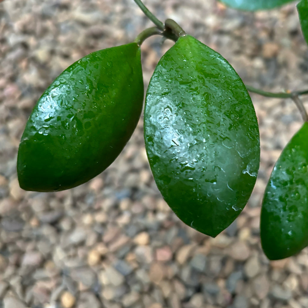 Hoya lucardenasiana H445