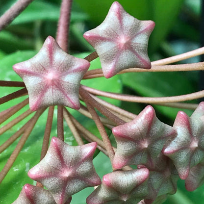 Hoya pubicalyx 'Pink-Silver' IML 0183 H76