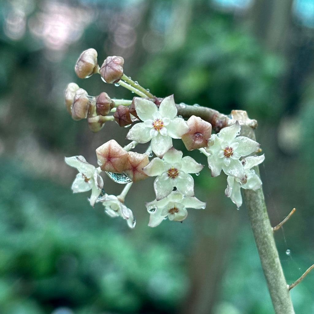 Hoya latifolia West Java IML 1181 H293