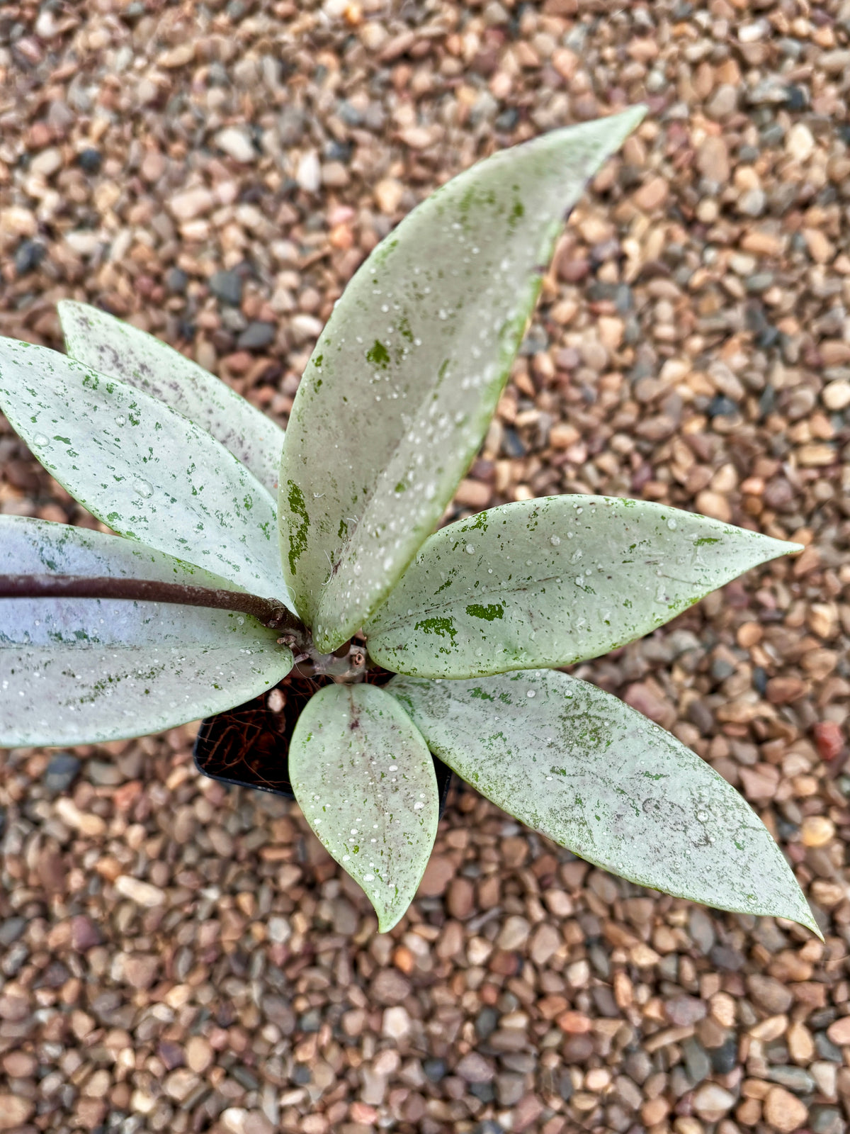 Hoya pubicalyx 'Pink Silver Ghost' H491