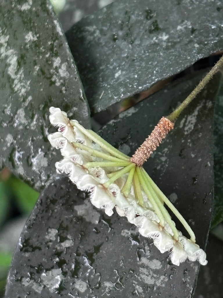 Hoya phuwaensis H317