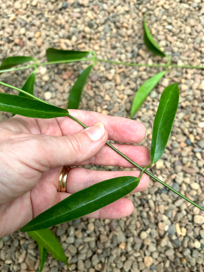 Hoya chlorantha IML 1352 H149