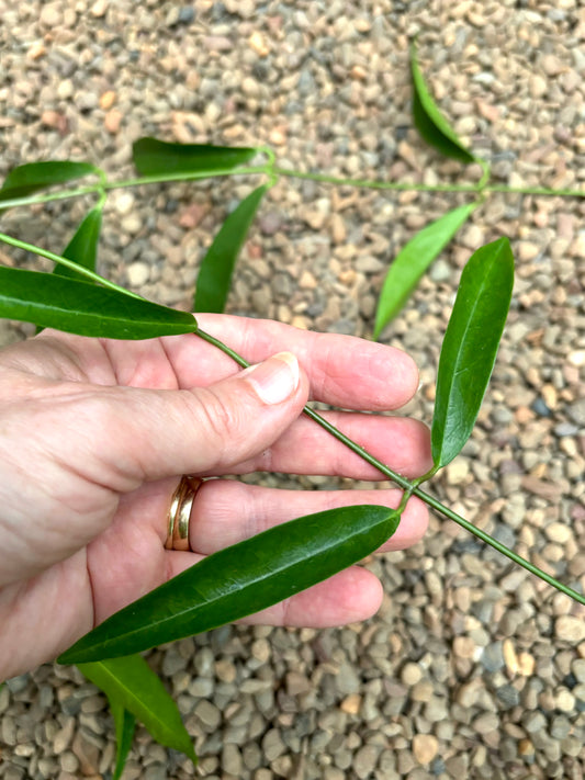 Hoya chlorantha IML 1352 H149