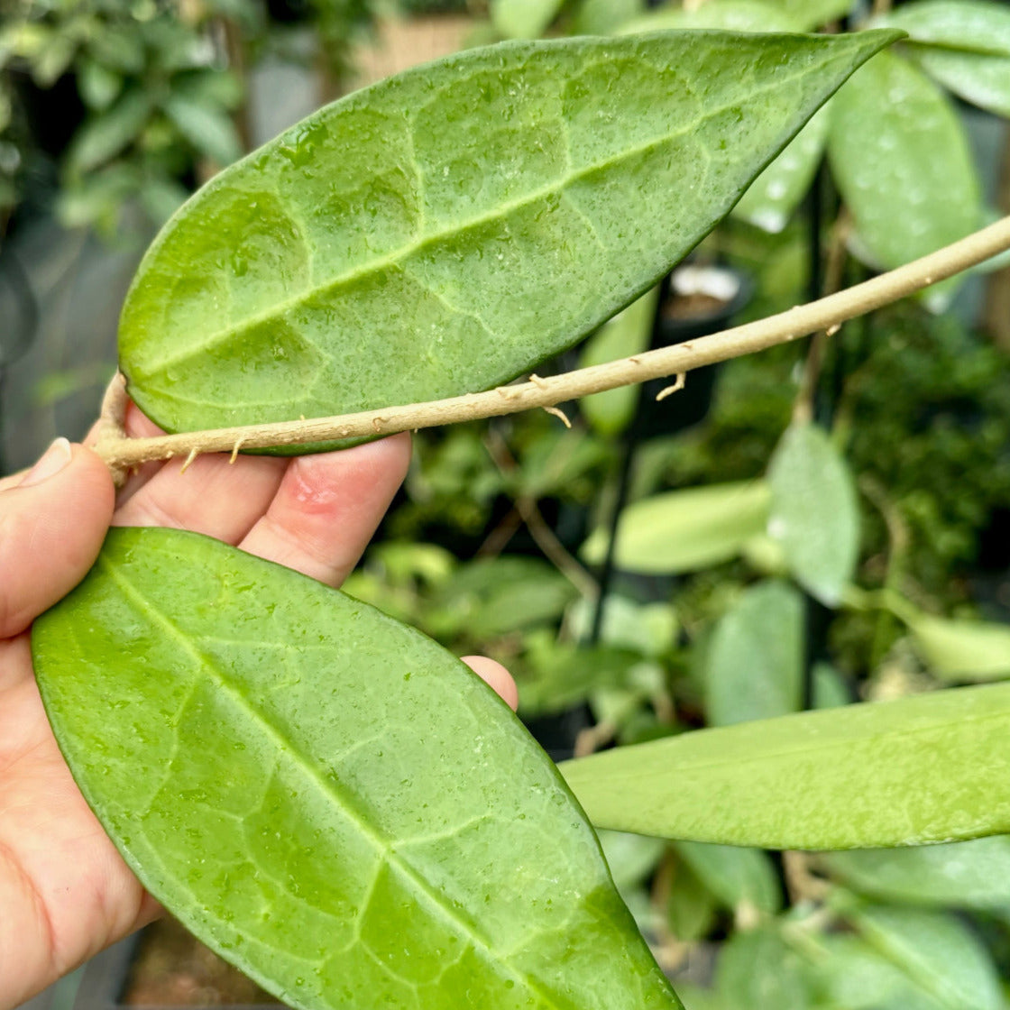 Hoya amoena IML 1210 H218