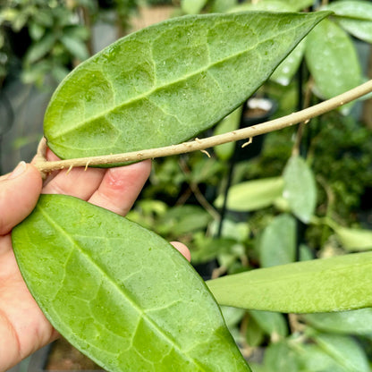 Hoya amoena IML 1210 H218