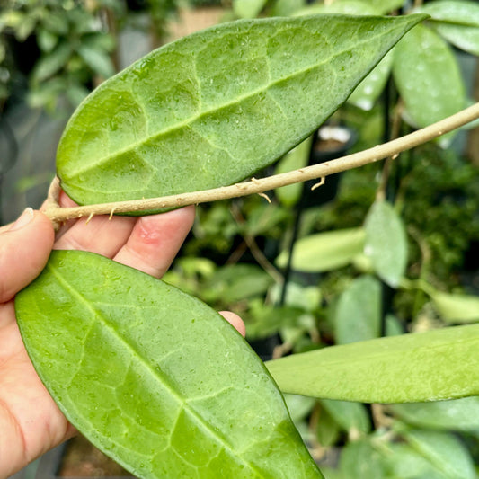 Hoya amoena IML 1210 H218