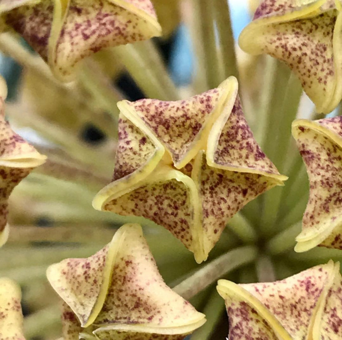 Hoya lambii H144