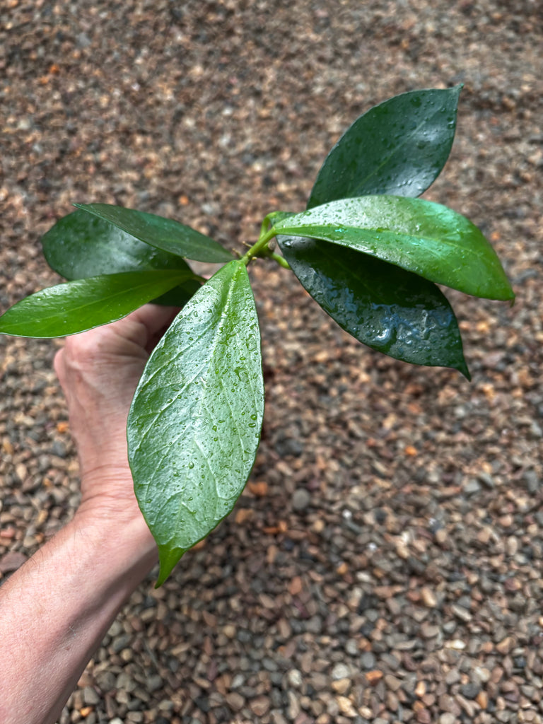 Hoya obscura H15