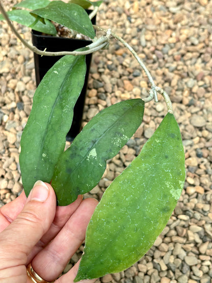 Hoya padangensis H175