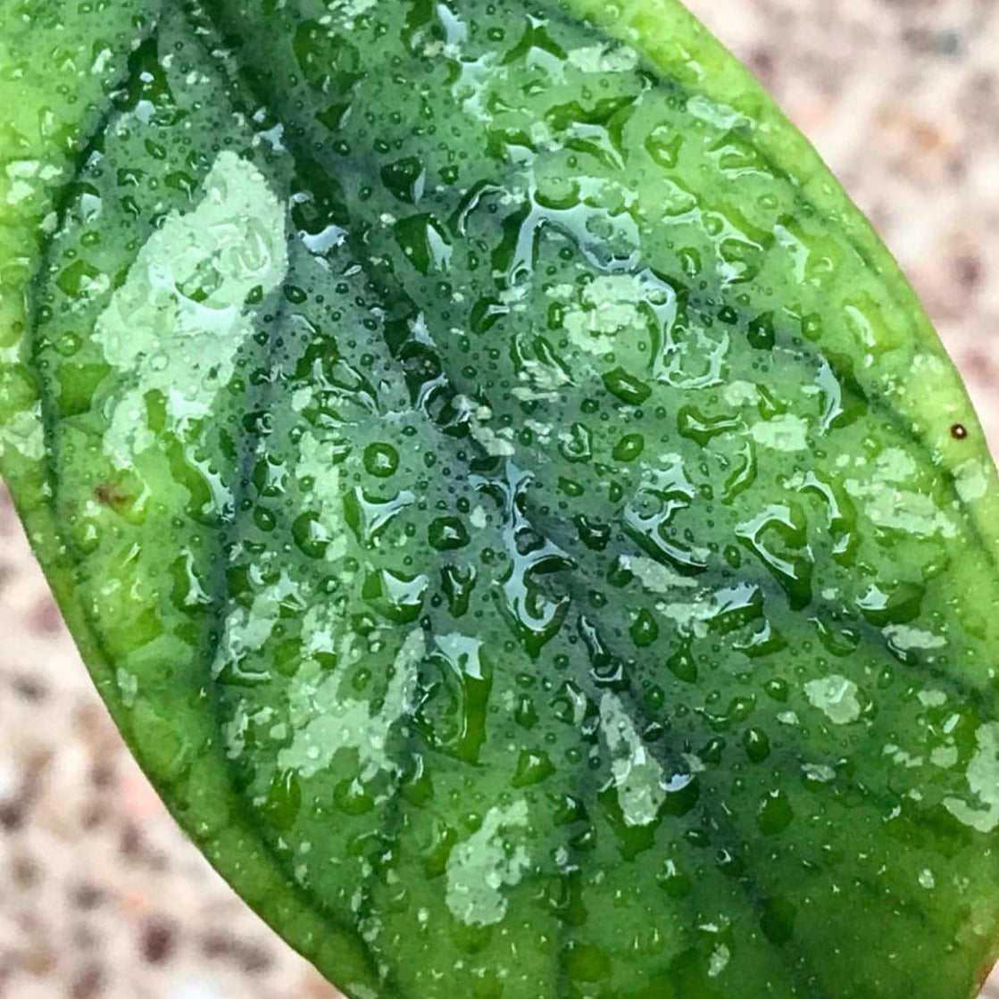 Hoya vitellinoides Sumatra IML 1198 H124