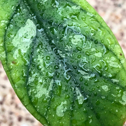 Hoya vitellinoides Sumatra IML 1198 H124