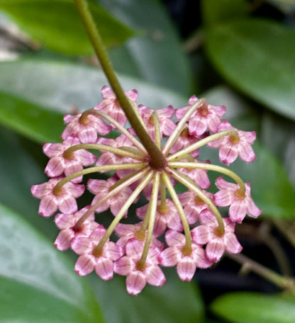 Hoya halophila IML 1116 H103