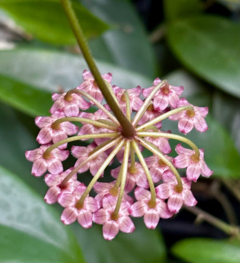 Hoya halophila IML 1116 H103