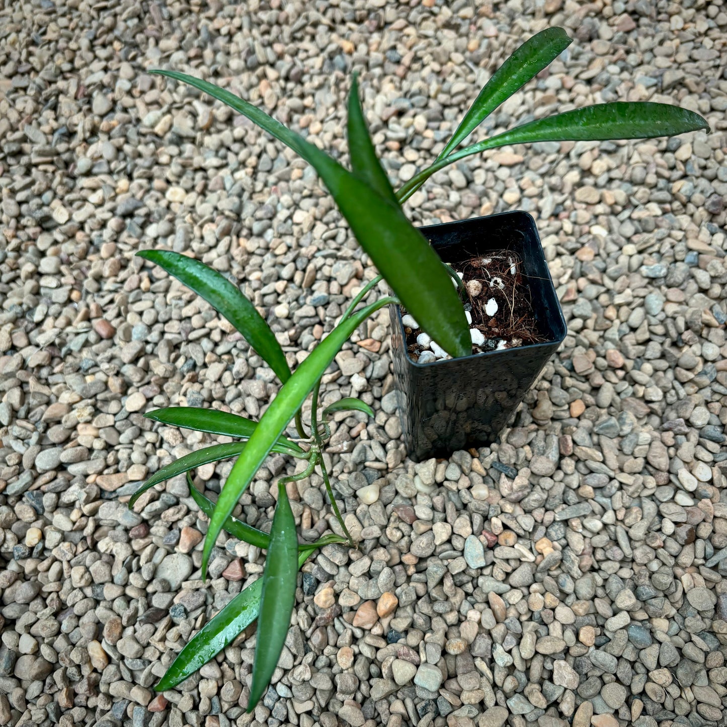 Hoya aff. kentiana Philippines IML 0834 H139