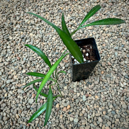 Hoya aff. kentiana Philippines IML 0834 H139