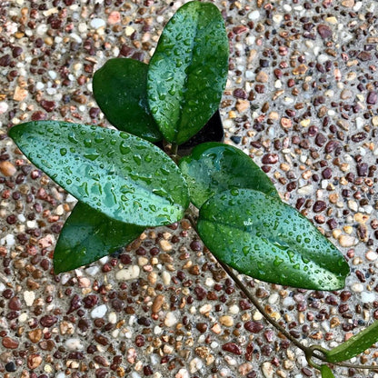 Hoya sp. #3 Philippines IML 1658 H123