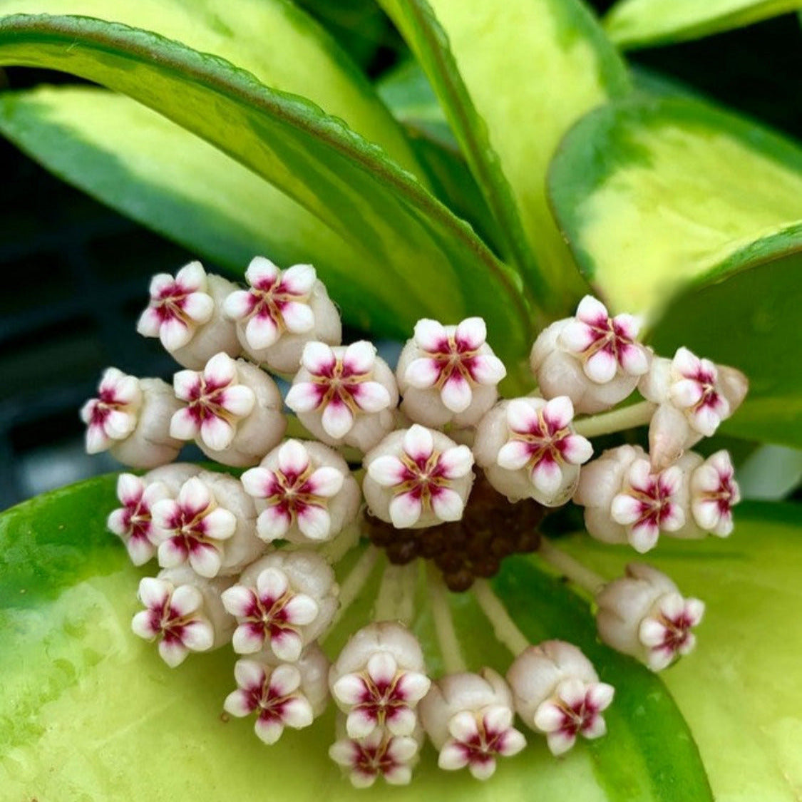 Hoya subquintuplinervis (variegata) H392