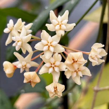 Hoya cagayanensis IML 1600 H279