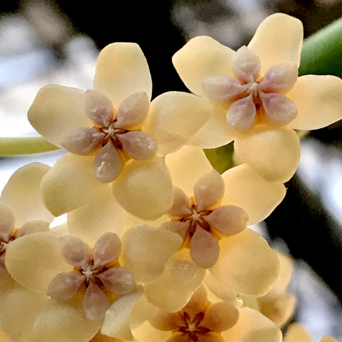 Hoya pachyclada IML 0523 H25