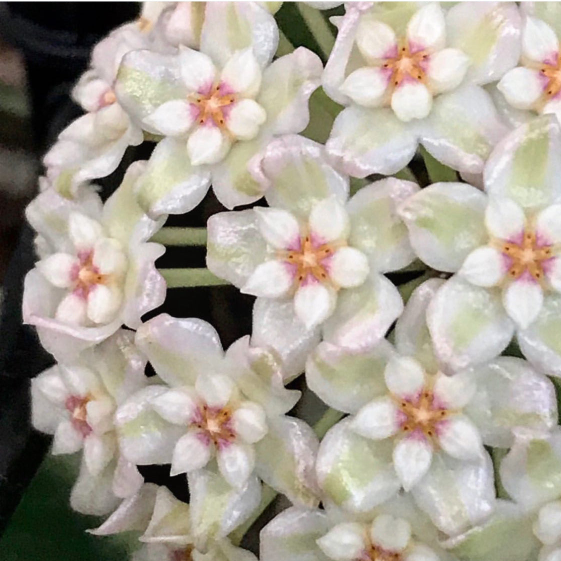 Hoya verticillata albomarginata IML 1625 H49