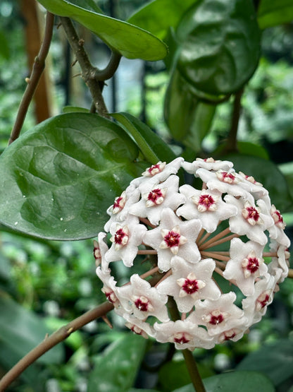 Hoya carnosa Krinkle (giant) H305
