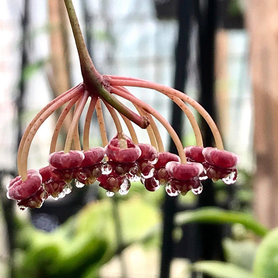 Hoya aff. kentiana Philippines IML 0834 H139