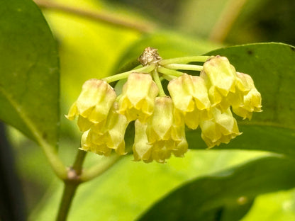 Hoya amicabilis H447
