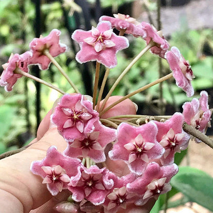 Hoya species 'Pink' H193