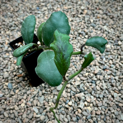 Hoya waymaniae IML 1756 H90