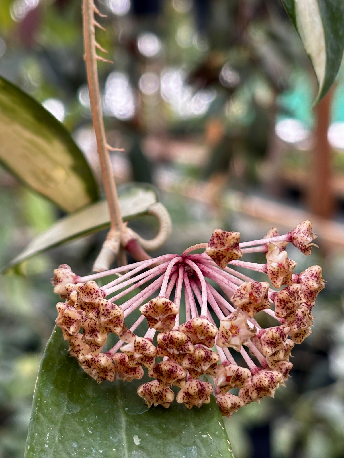 Hoya verticillata variegata IML 1578 H92