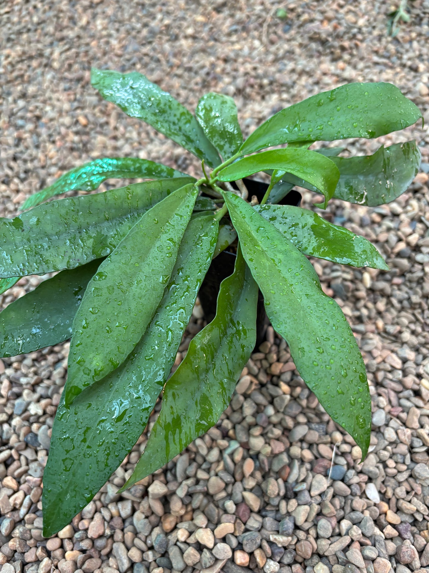 Hoya scortechinii IML 0755 H452