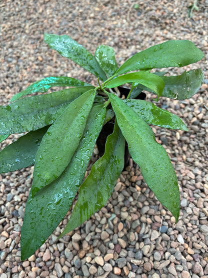 Hoya scortechinii IML 0755 H452