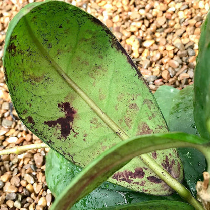Hoya mitrata IML 1563 H110