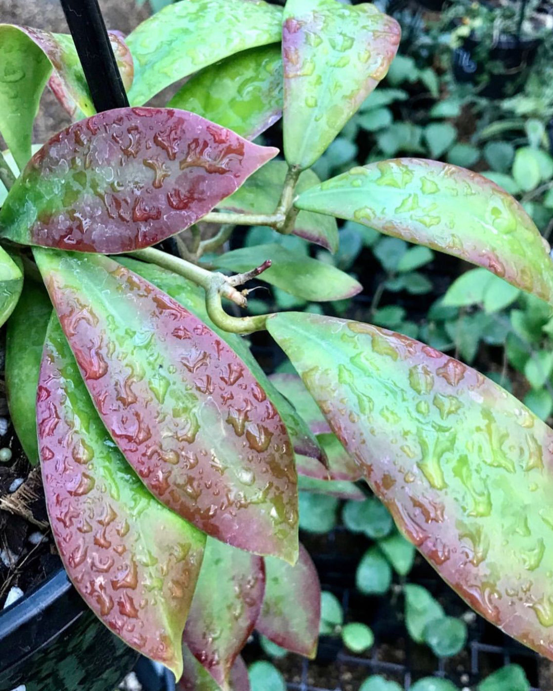 Hoya mindorensis ssp. Superba  IML 0768 H169