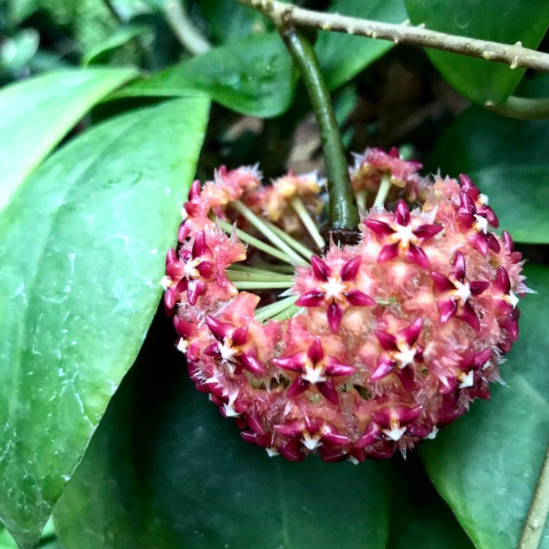 Hoya mindorensis H40
