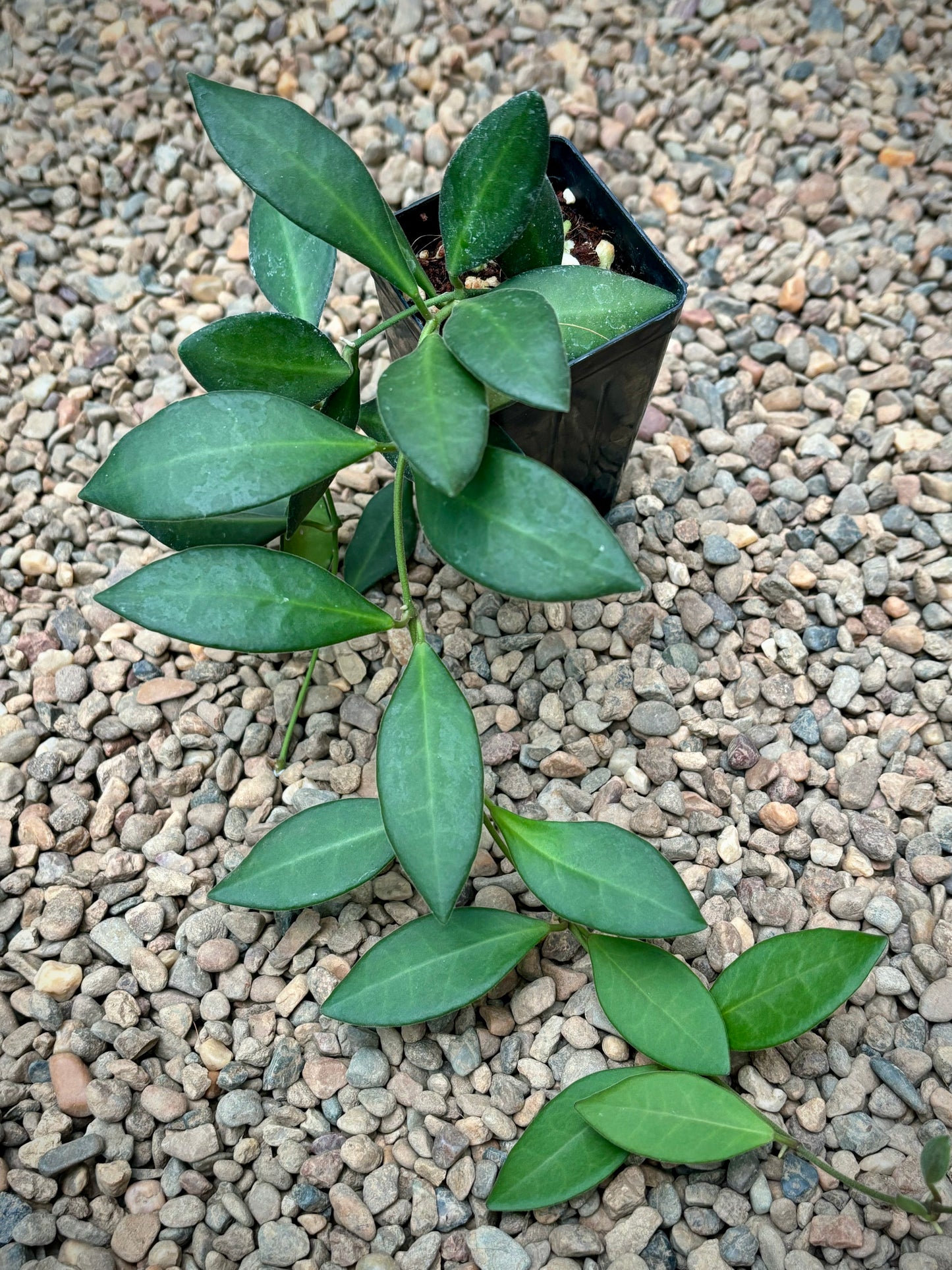 Hoya sp. Philippines CB94 IML 0062 H283