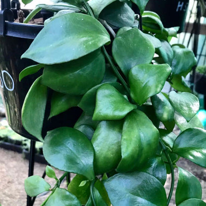 Hoya anulata Iron Range Qld. IML 0024 H50