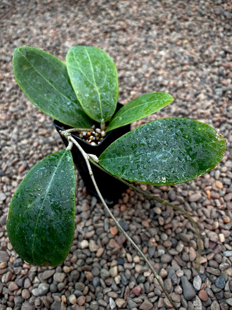 Hoya rintzii H440