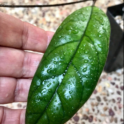 Hoya aff. forbesii IML 1029 H136