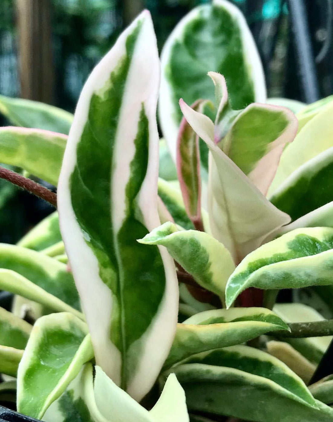 Hoya carnosa 'Suzie Q' H287