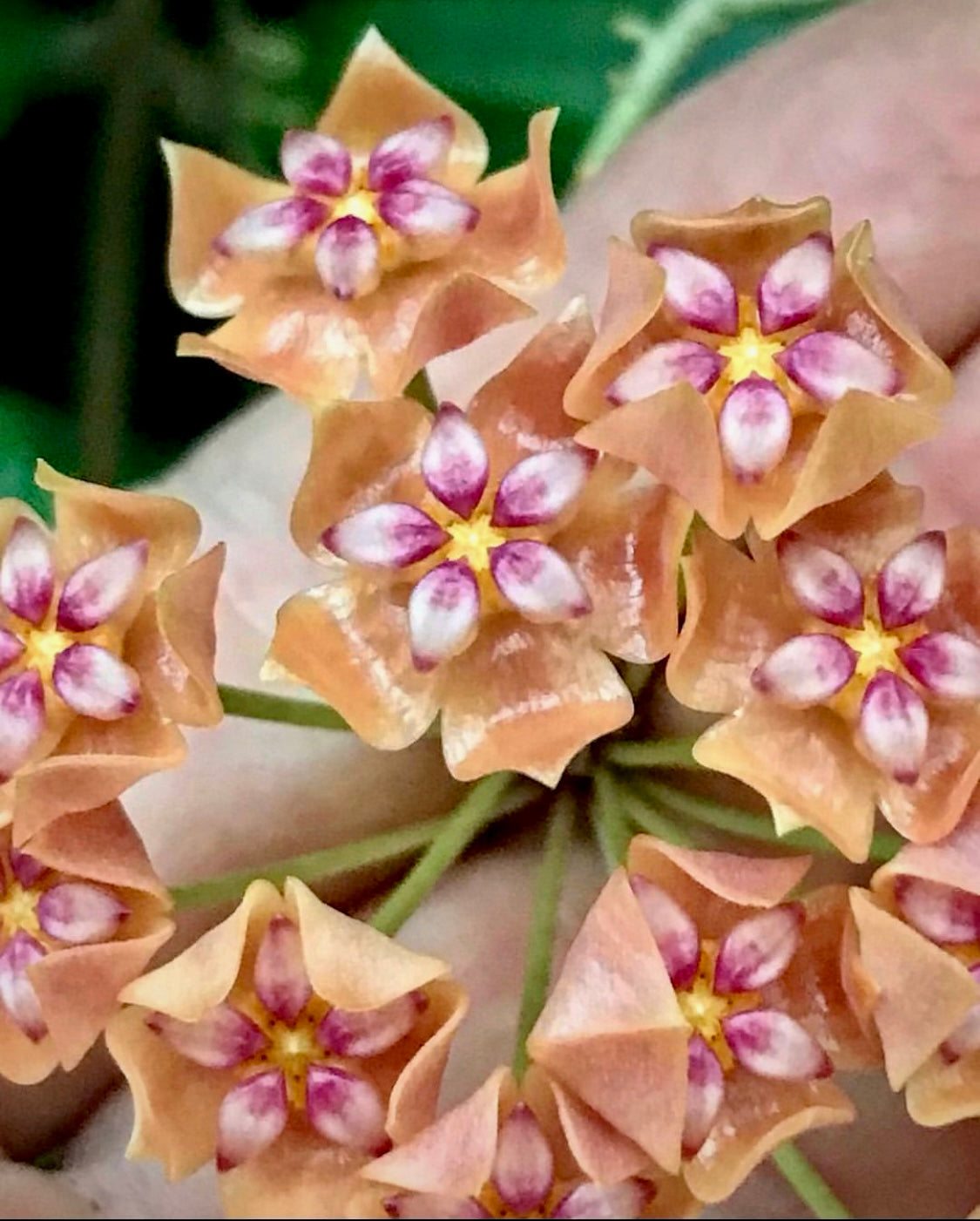 Hoya palawanica IML 1605 H254