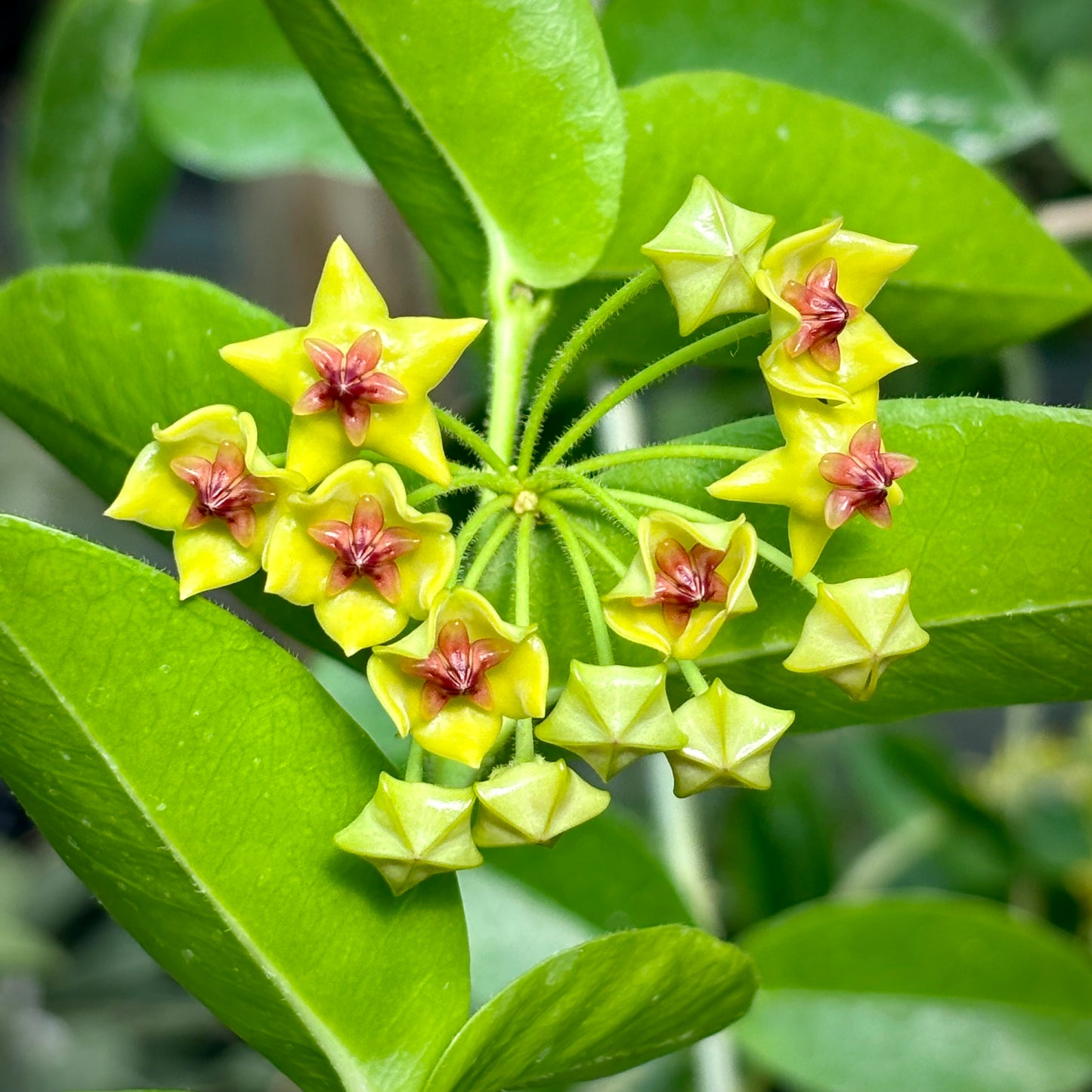 Hoya densifolia H203
