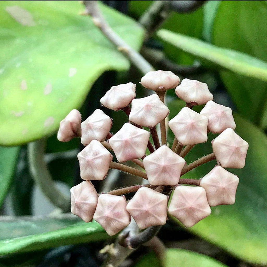 Hoya obovata H18