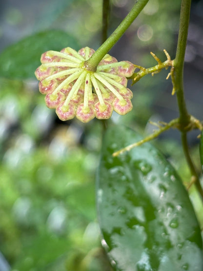 Hoya nabawanensis Sabah IML 1780 H258