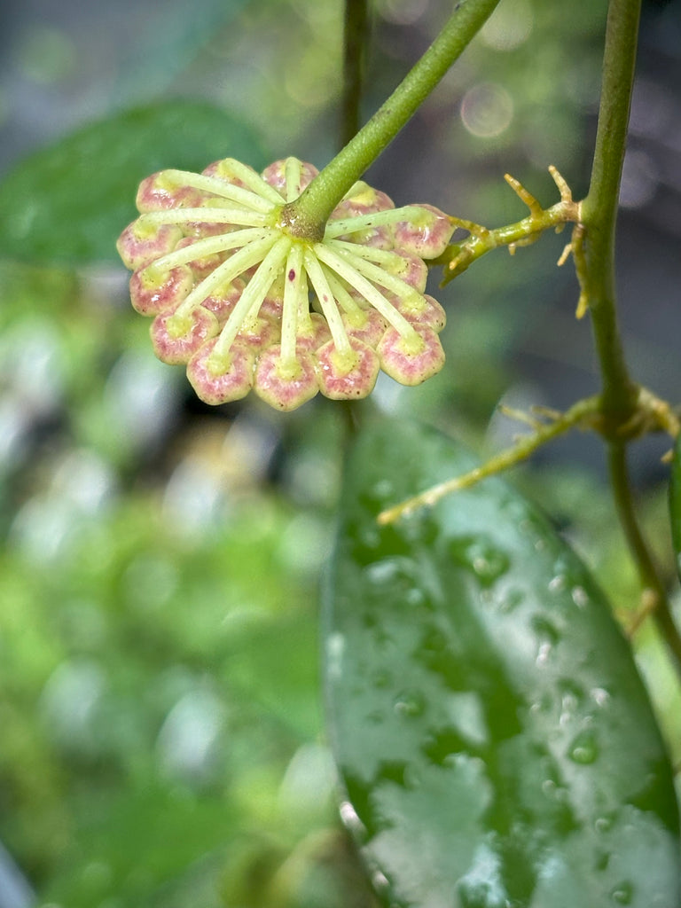 Hoya nabawanensis Sabah IML 1780 H258