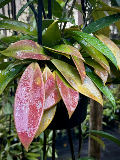 Hoya pubicalyx 'Jungle Garden' H197