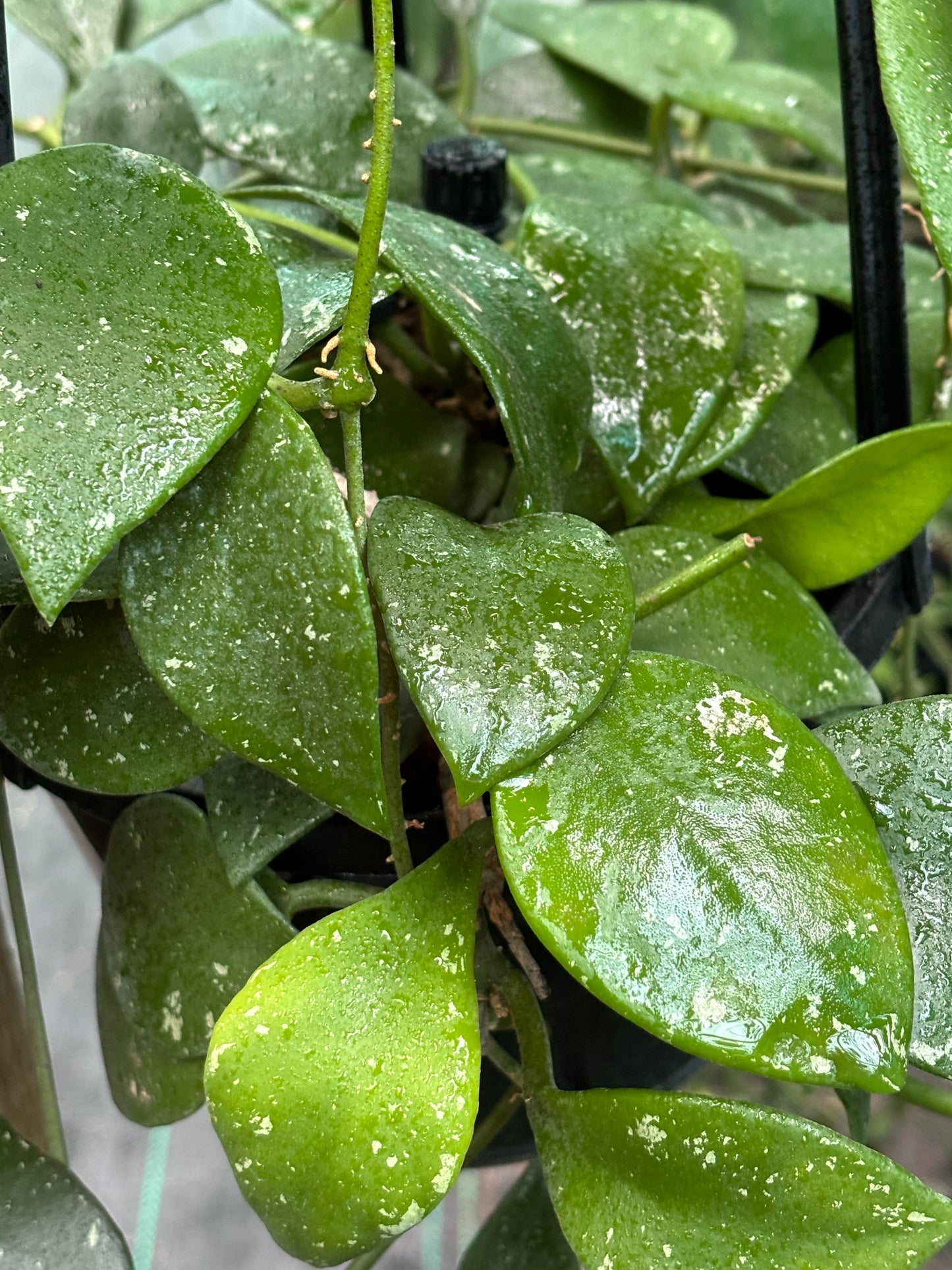 Hoya rundumensis H264