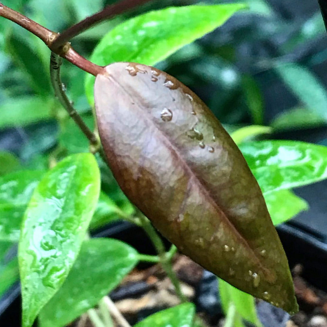 Hoya paziae IML 1596 H251
